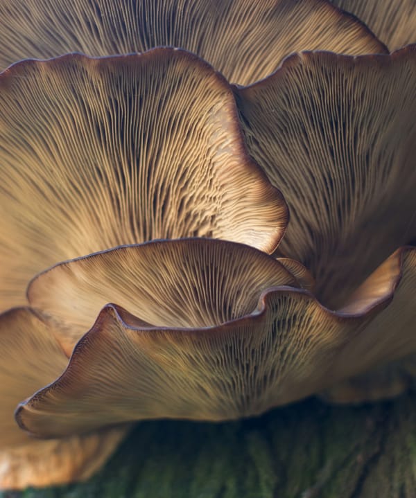 A review on the edible mushroom as a source of special flavor: Flavor categories, influencing factors, and challenges